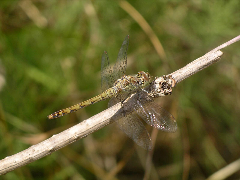 Libellula da determinare: Sympetrum striolatum